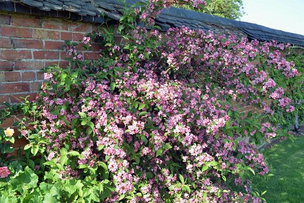 Primrose Gardens 4.jpg